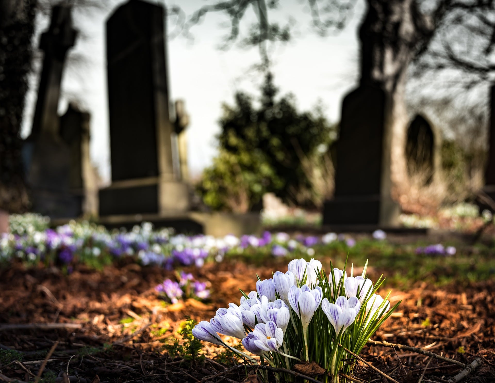 Flores en un cementerio