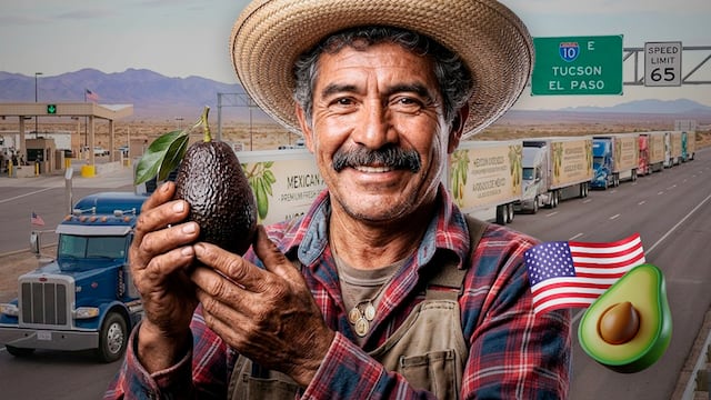 Casi 8 mil toneladas de aguacate se enviaron a Estados Unidos tras reapertura parcial