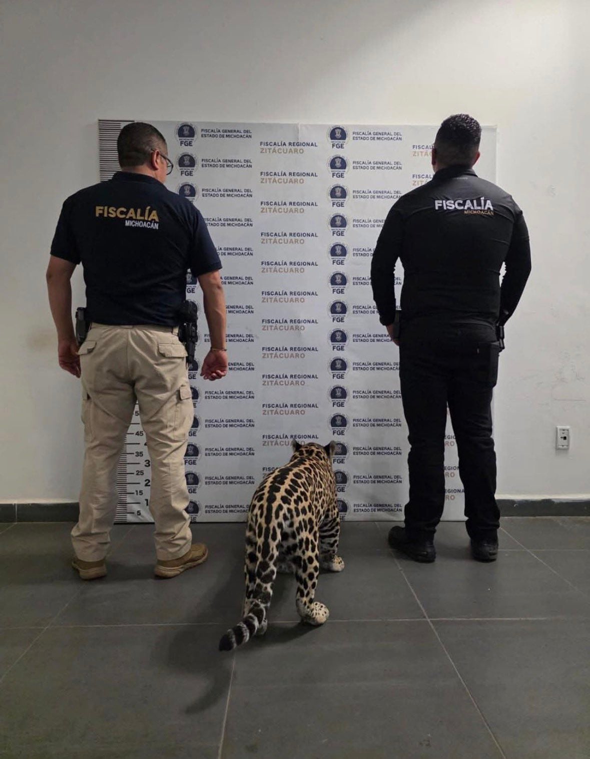 Aseguran a un cachorro de jaguar en Zitácuaro, Michoacán