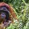 La sorprendente historia de Rakus, el orangután que usó una planta medicinal para curarse