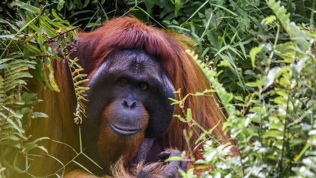 Orangután