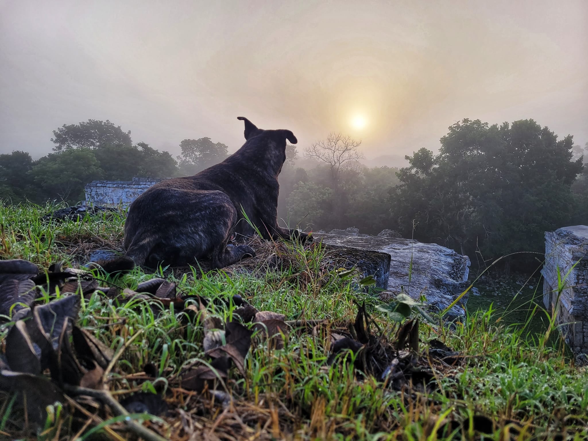 Perritos guardianes de Chichén Itzá