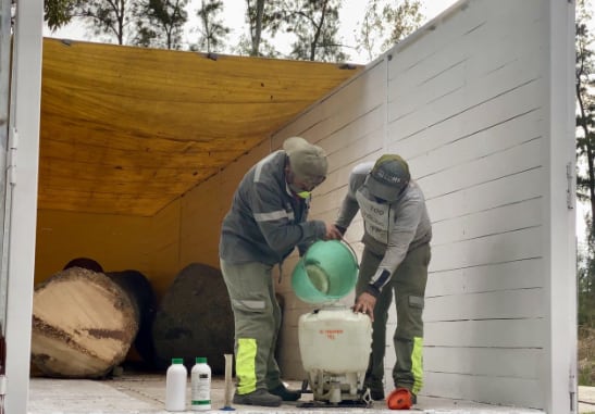 Tratamiento de la palmera