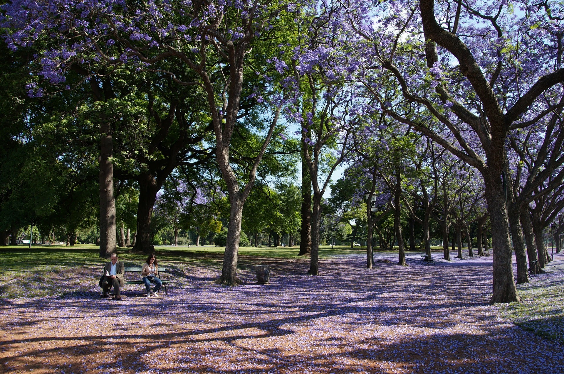 Crean mapa para ver Jacarandas