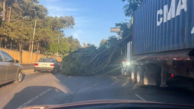 Caída de árbol causa caos vial desde Circuito Interior y Avenida Constituyentes