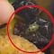 VIDEO: Encuentran insectos en ensalada del Costco en Villahermosa, Tabasco