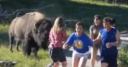 Ataque de bisonte a turistas en el Parque Nacional de Yellowstone