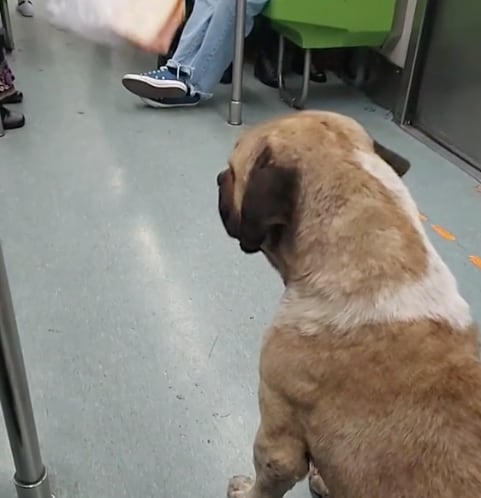 Perro viaja en el Metro CDMX