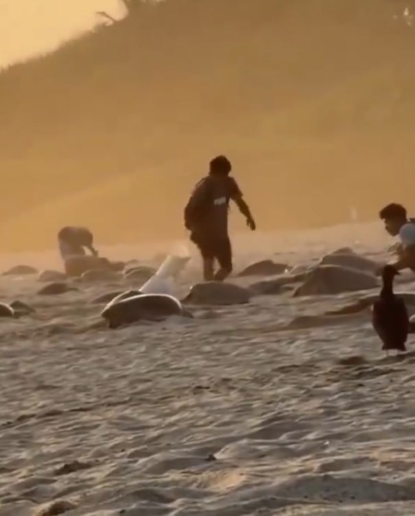 Profepa investiga saqueo de nidos de tortuga en Playa Escobilla