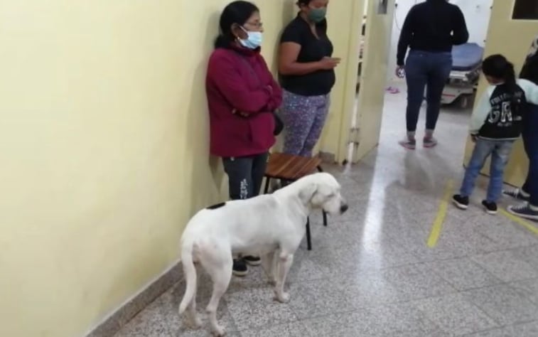 Perrita sigue a su dueña hasta el hospital