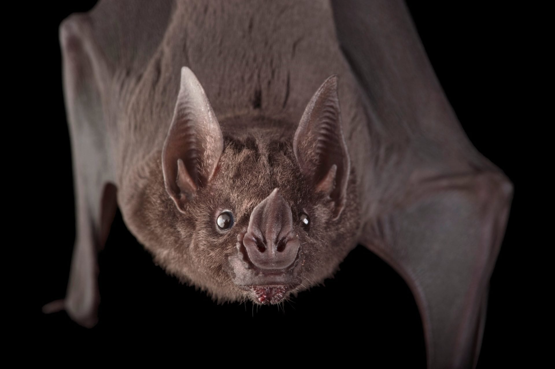 Nueva especie de murciélago es descubierta en la Selva Lacandona, Chiapas
