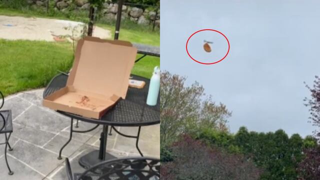 Gaviota se roba una caja de pizza