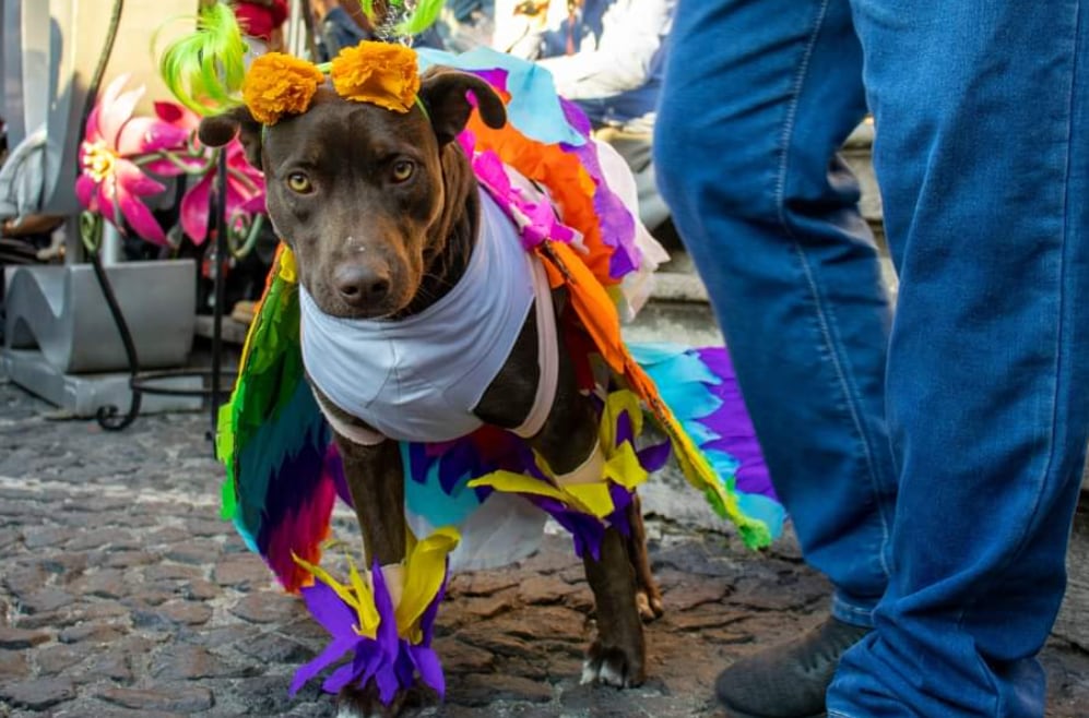 Perrito disfrazado de alebrije