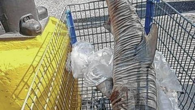 Tiburón en Walmart.