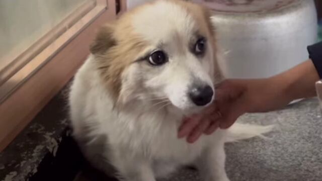 Pudding, el perro que se quedó sin familia tras accidente de vuelo en Corea del Sur