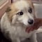 La triste historia de Pudding, el perro que se quedó sin familia tras accidente de vuelo en Corea del Sur