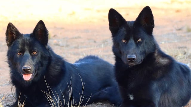 Raza de perro calupoh