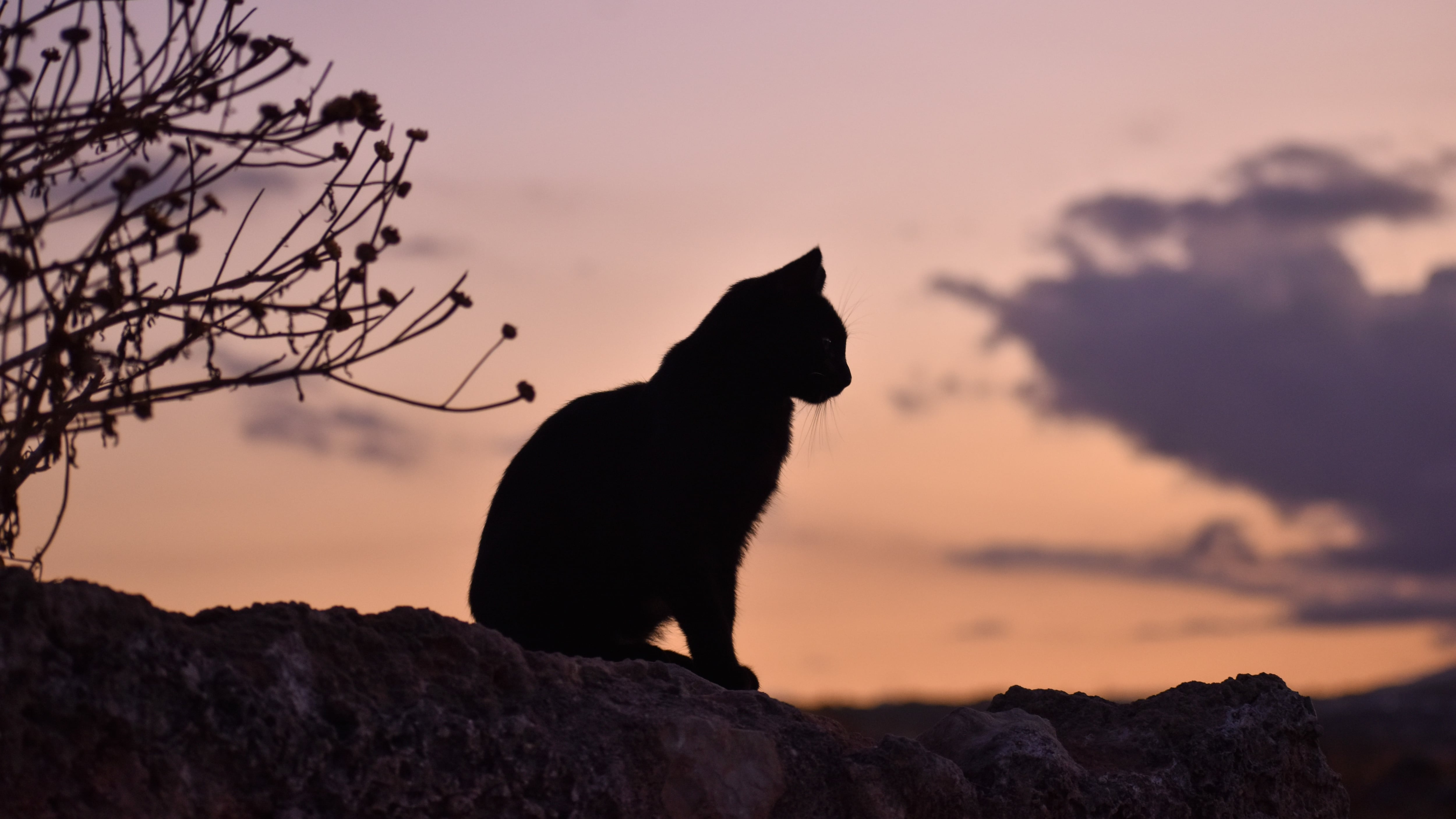 Esta es la triste razón por la que en Australia comenzarán a envenenar gatos