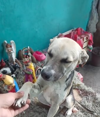 Perro travieso destruye el nacimiento