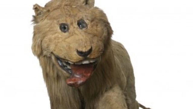 Feo león disecado en Suecia, pertenecía al rey Federico I.