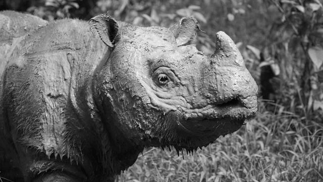 muere rinoceronte macho de Sumatra
