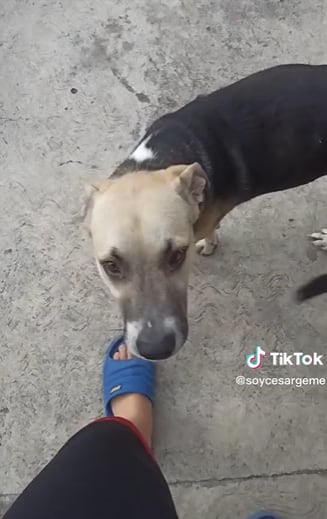 Dueño se encuentra con su perro en la calle