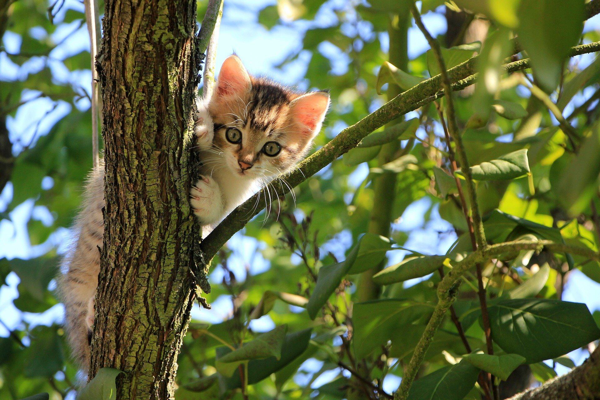 Gato en un árbol