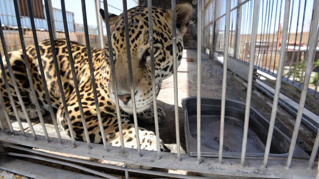 Piden no avalar iniciativa que regresará animales a los circos.