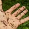 ¿Insectos en casa? Significados oscuros de cada plaga que pueden afectarte
