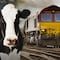 Vaca es arrollada por un tren, sale volando y aplasta a hombre en India