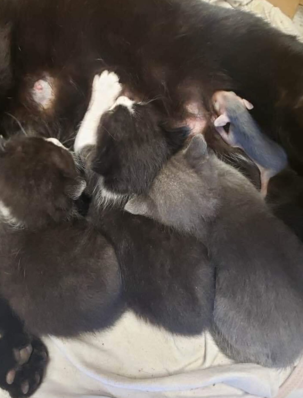 Gata adopta a zarigüeya bebé