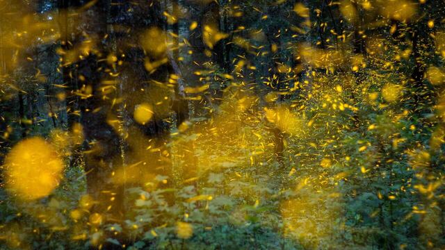 Avistamiento de luciérnagas en bosques de Tlaxcala.