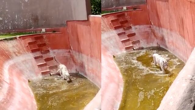 Tigre de Bengala desnutrido deambula por estanque sucio