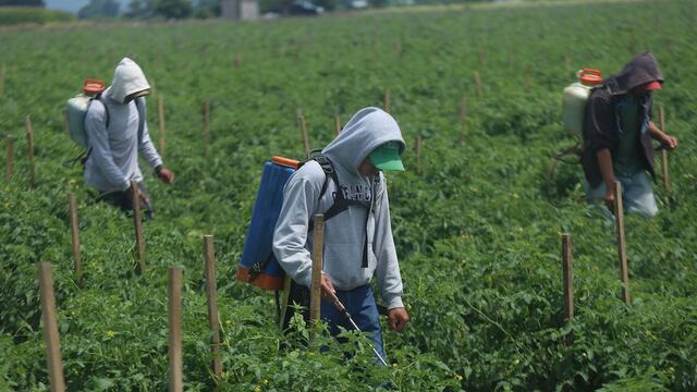 Jornaleros michoacanos