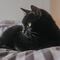 Corre a su novia de la casa porque trató de deshacerse de su gato