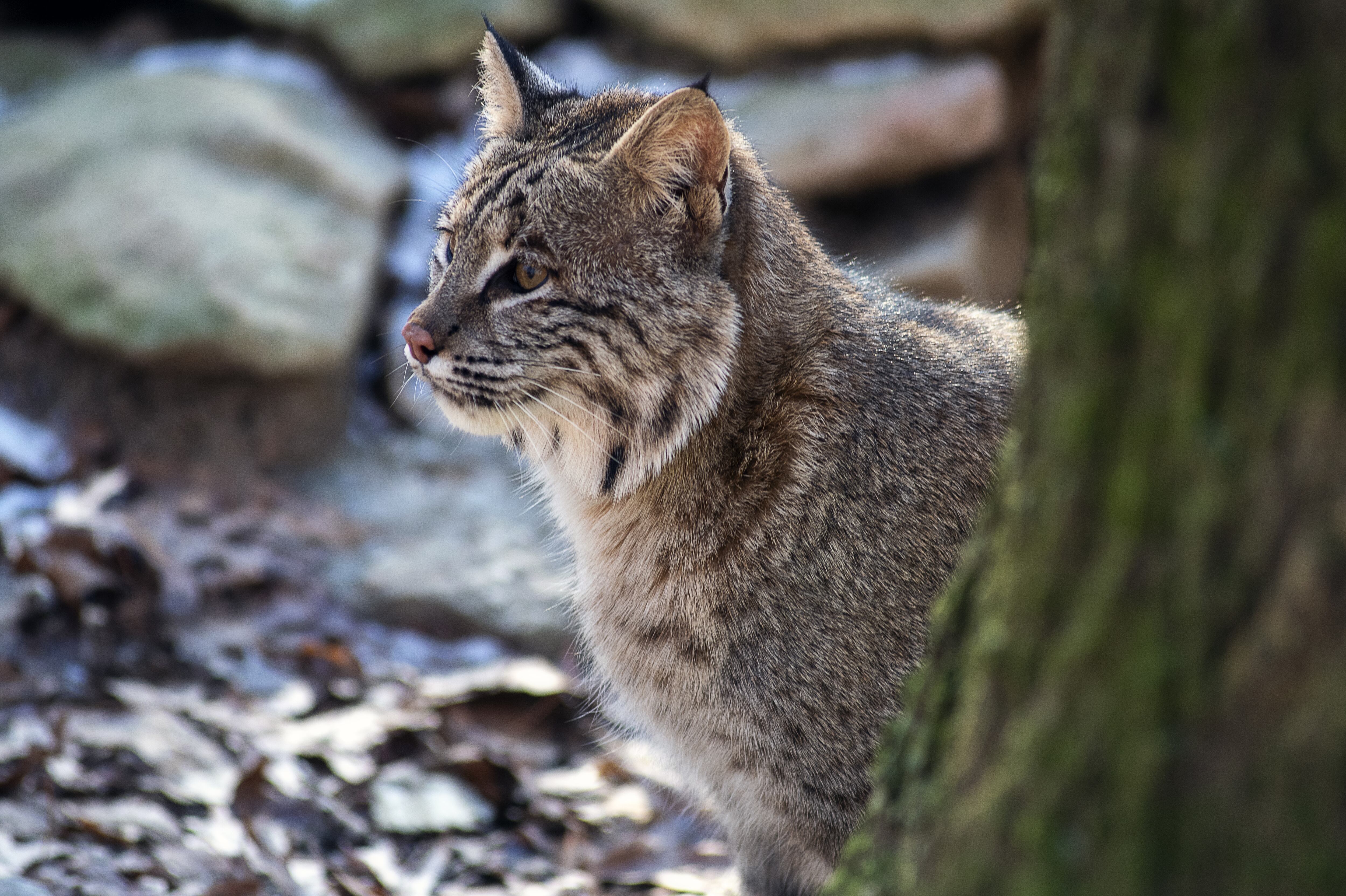 Este 28 de enero es el Día del Gato Montés Sudamericano