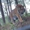 Captan a tigre de bengala en carretera de Tapalpa; “está enorme” (video)