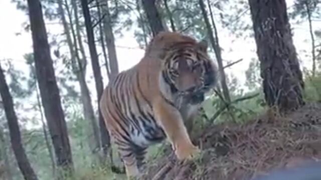 Tigre de bengala captado en Jalisco