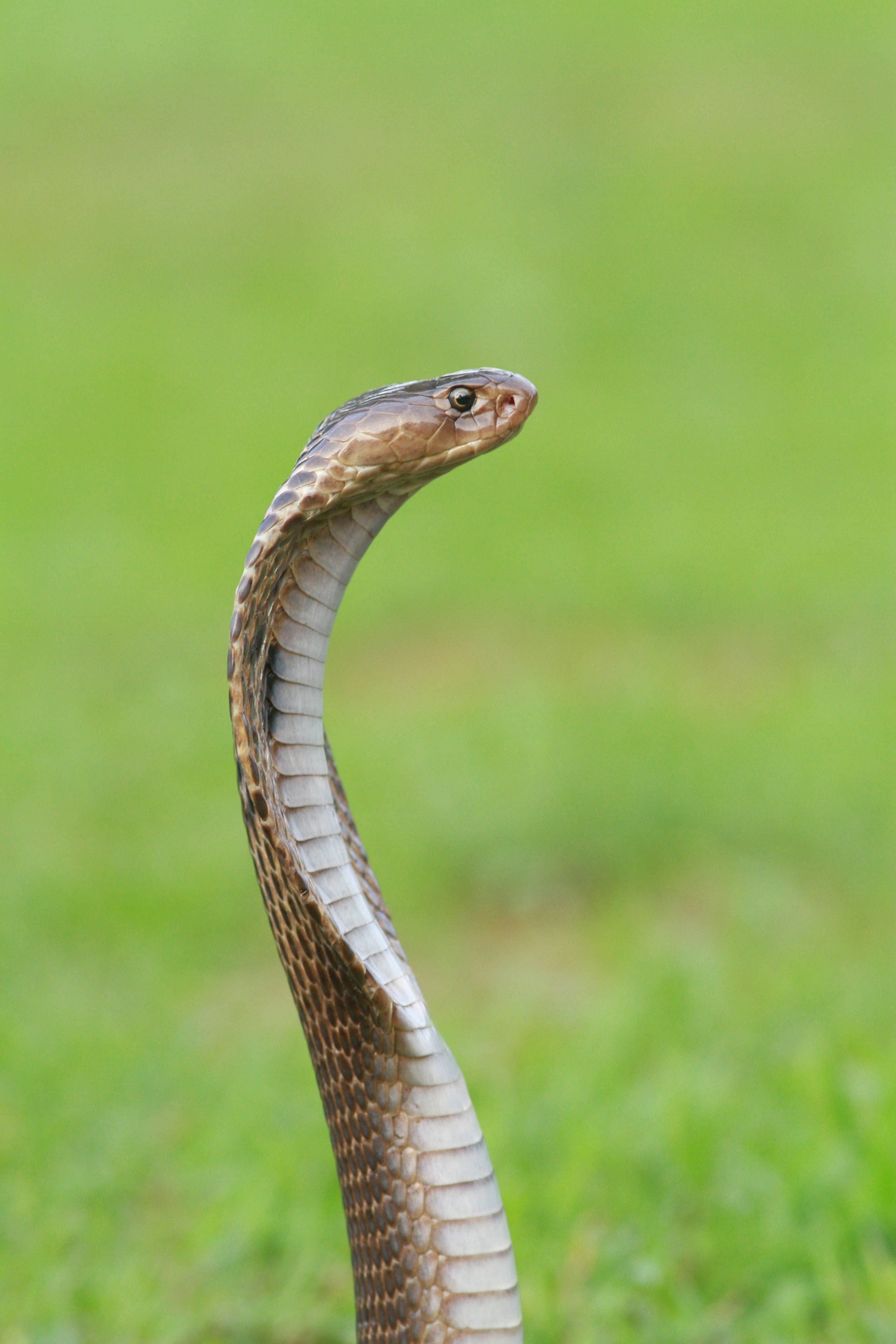 Encontraron una serpiente en su horno