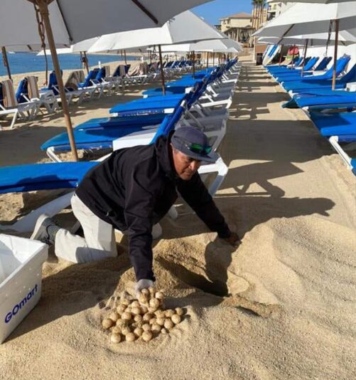 Tortuga desova en hotel de Los Cabos