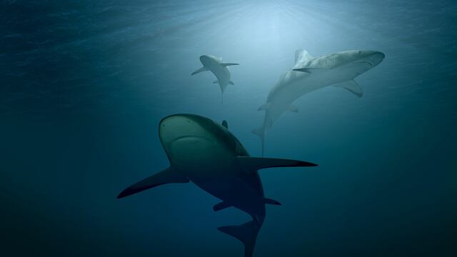 Tiburones en las Galápagos