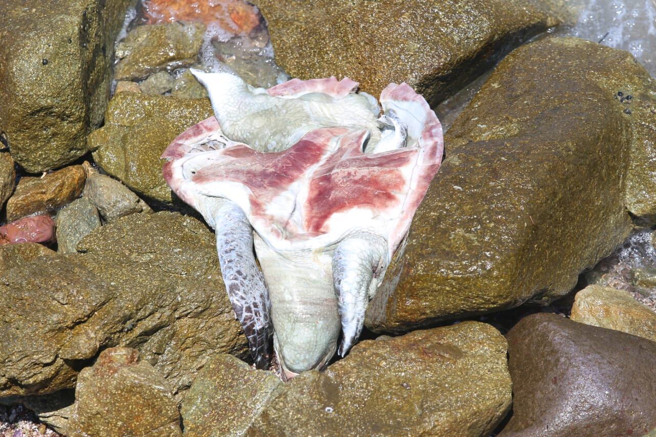 La tortuga fue encontrada boca arriba