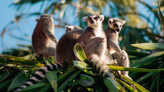 Animales en peligro de extinción