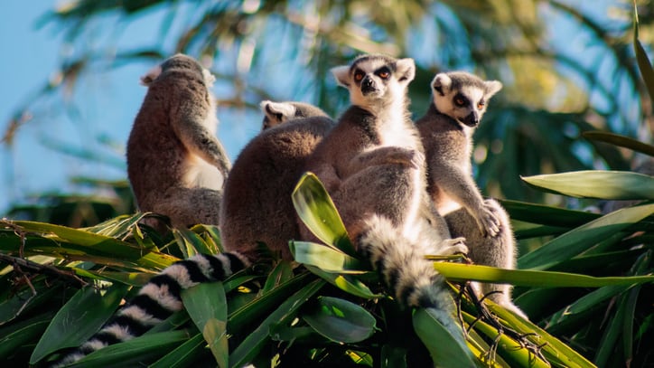 La extinción natural de las especies ya aumentó 35 veces y todo por culpa del ser humano