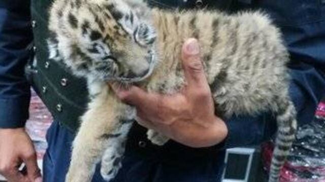 Tigre
