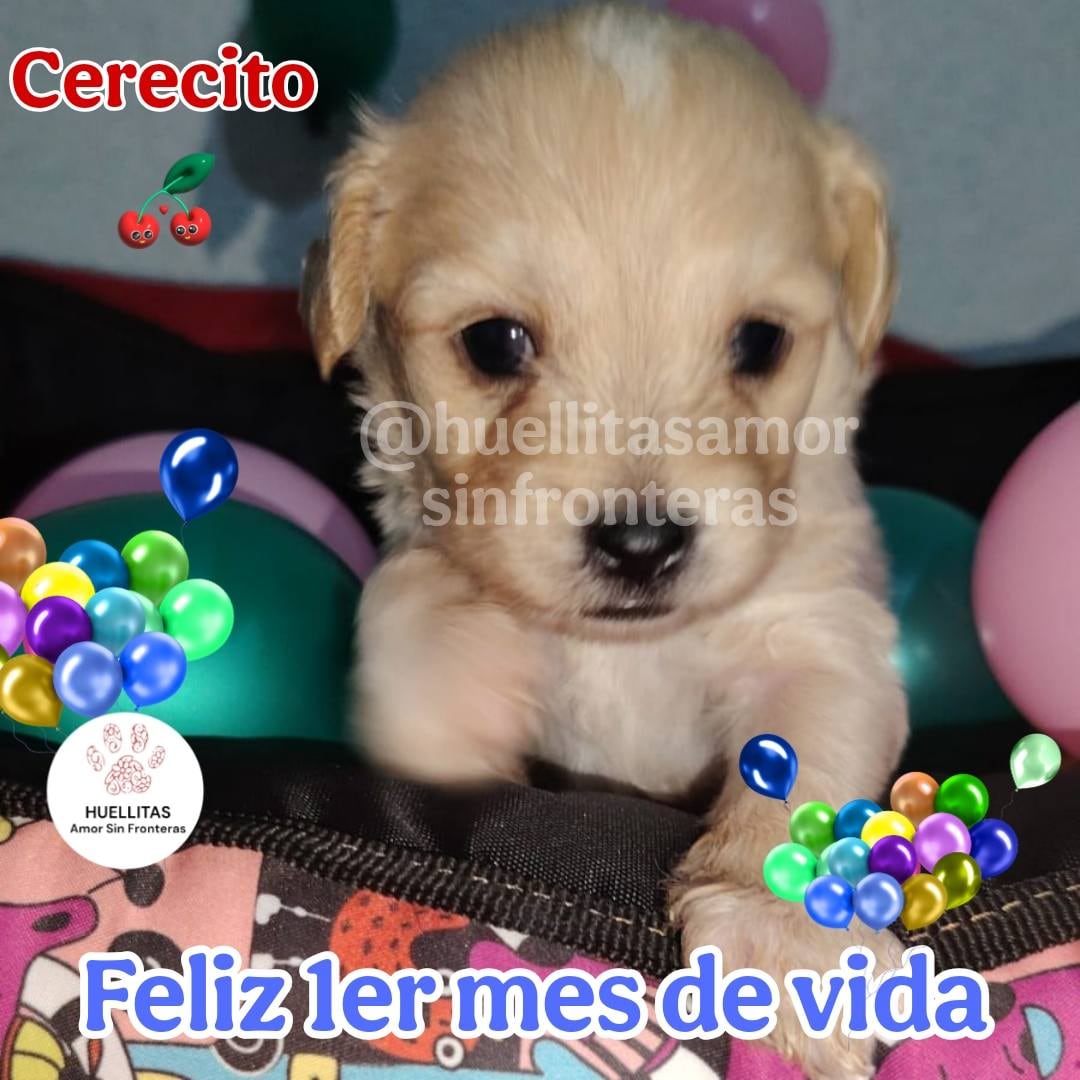 Cerecito, cachorro sobreviviente a la explosión en Iztapalapa.