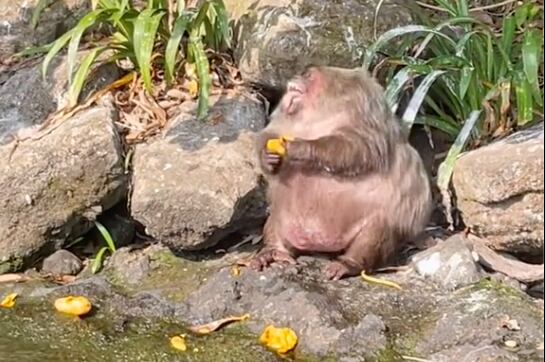 Macaco obeso en Catemaco