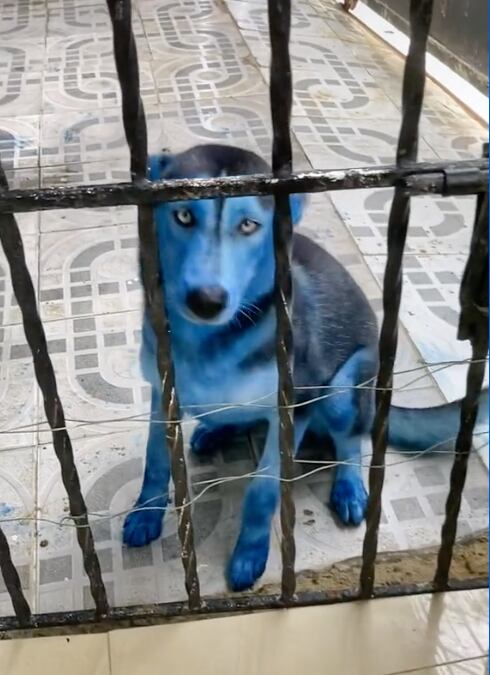 husky azul