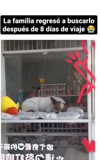 Perrito reacciona al reencontrarse con sus dueños