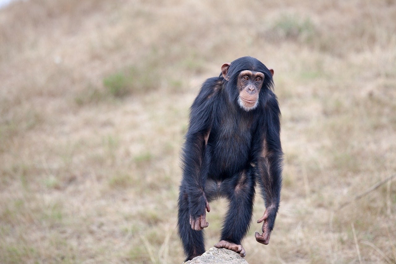 Chimpancé salvaje